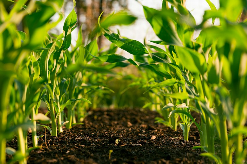 Agricultural landscape and agribusiness